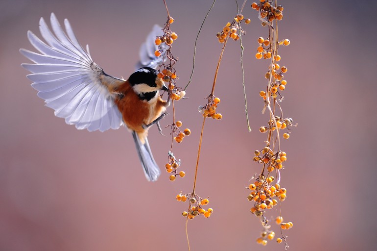 Méditation oiseau automne
