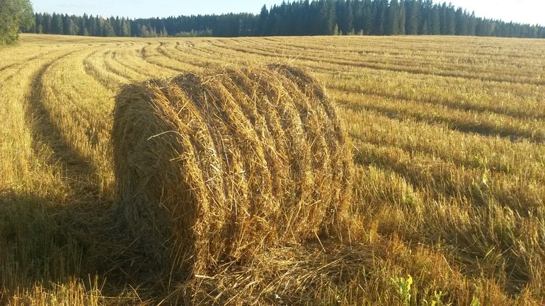 Méditation été paille